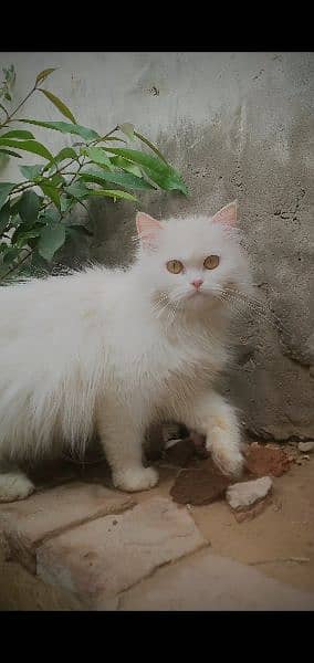 Persian cute cat 8 month Whatsapp pr Ajo . 03468015786 4