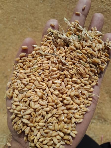 wheat gandum 6