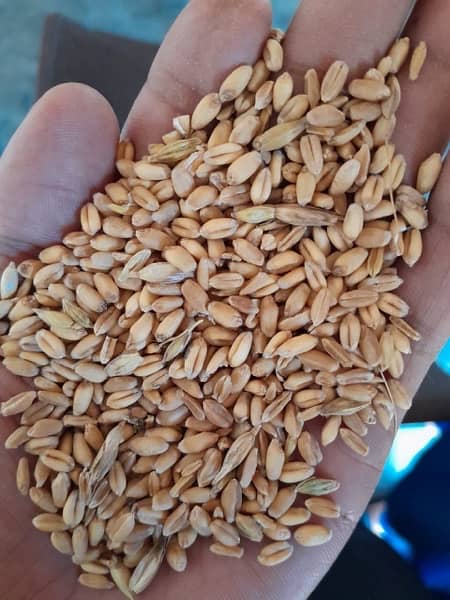 wheat gandum 6