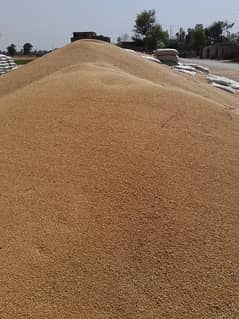 wheat gandum 0