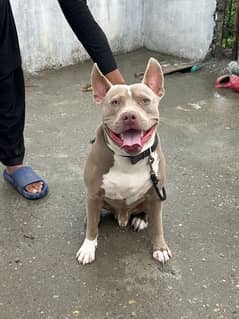 American pitbull one year age and champagne colour