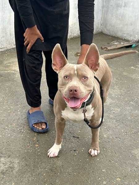 American pitbull one year age and champagne colour 1