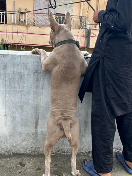 American pitbull one year age and champagne colour 2