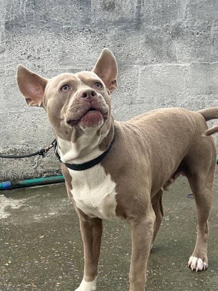 American pitbull one year age and champagne colour 3