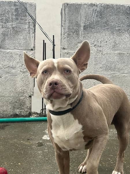 American pitbull one year age and champagne colour 6