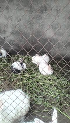 English angora and white red eyes bunnies looking for new shelter 0