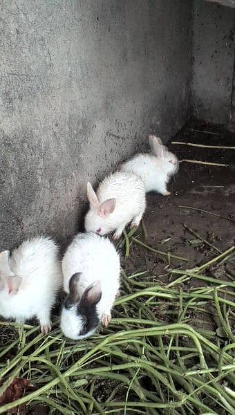 English angora and white red eyes bunnies looking for new shelter 2