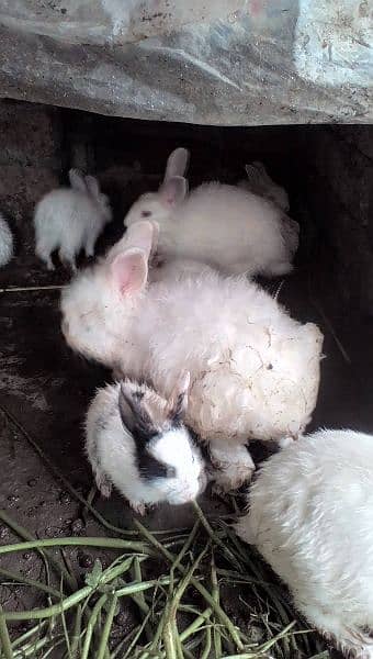 English angora and white red eyes bunnies looking for new shelter 3