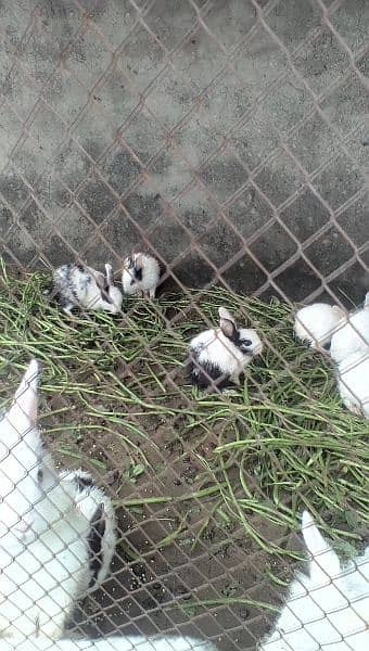 English angora and white red eyes bunnies looking for new shelter 4