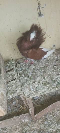 jacobin red and fancy pigeons for sale 0