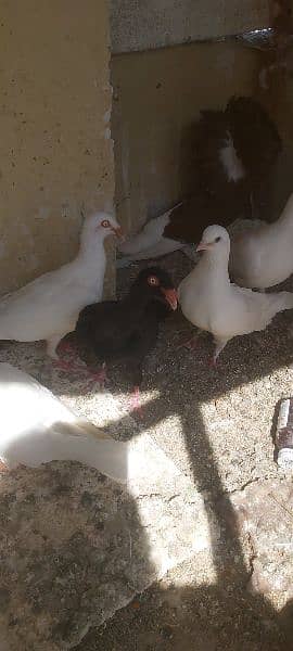 jacobin red and fancy pigeons for sale 3