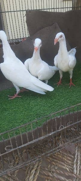 jacobin red and fancy pigeons for sale 4