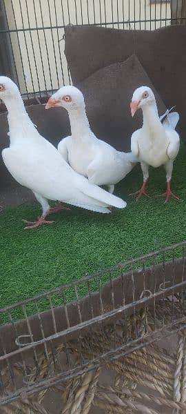 jacobin red and fancy pigeons for sale 5