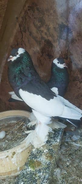 jacobin red and fancy pigeons for sale 6