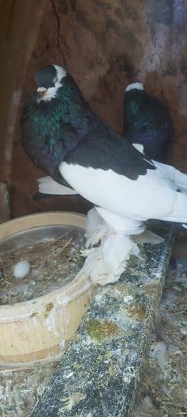 jacobin red and fancy pigeons for sale 7