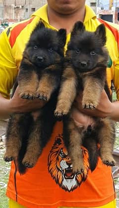 German shepherd puppy available full long Cort show quality for sale 0