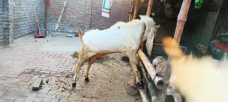 gulabi bakra breeder 2