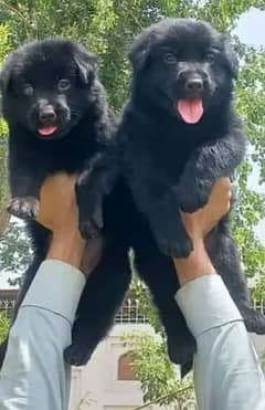 black German shepherd puppy available full long Cort