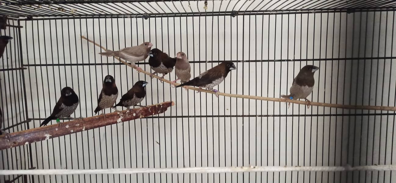 Gouldian Finch and Euro Society Finches 3