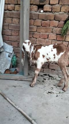 Amrtsaei Male For sells age 27 day