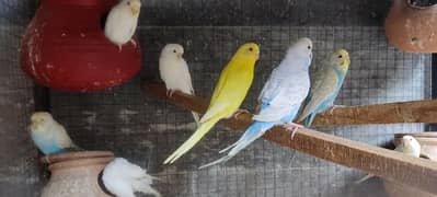 breader Rainbow budgie Red eyes, spangle For Sale