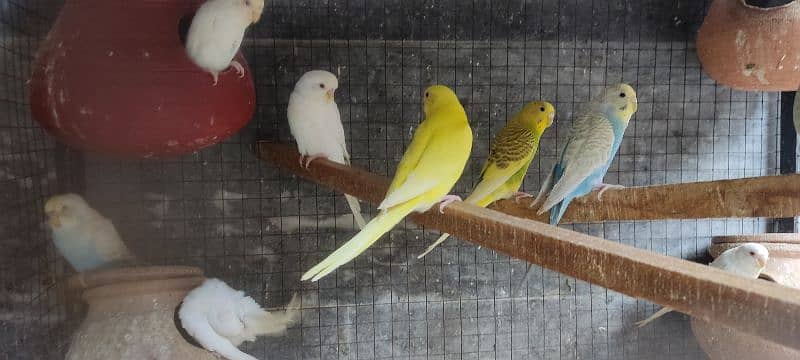 breader Rainbow budgie Red eyes, spangle For Sale 1