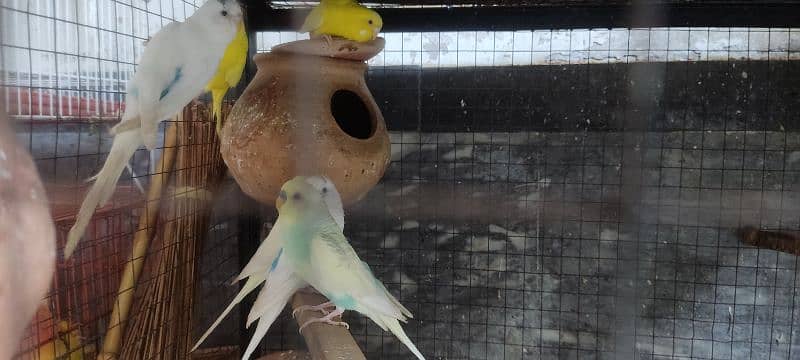breader Rainbow budgie Red eyes, spangle For Sale 2