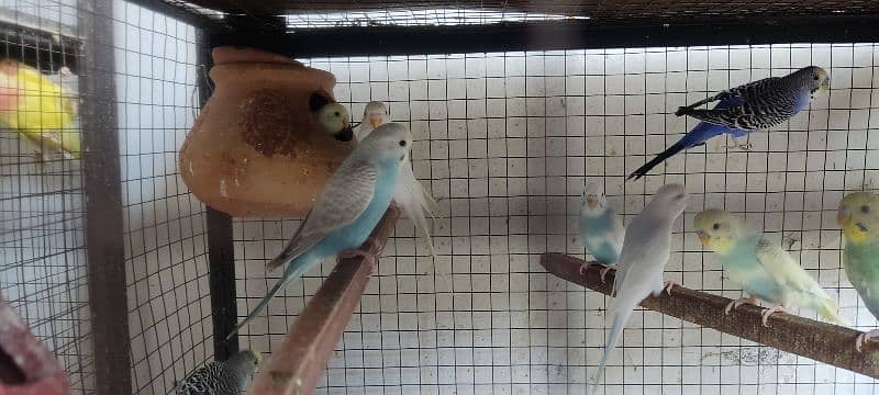 breader Rainbow budgie Red eyes, spangle For Sale 4