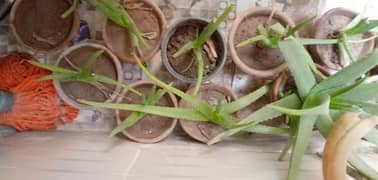 aloe vera plants with full of gel small and big plants 0