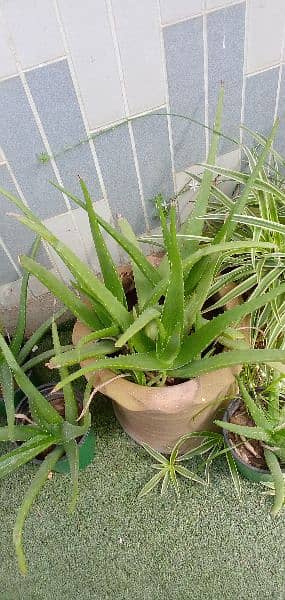 aloe vera plants with full of gel small and big plants 1