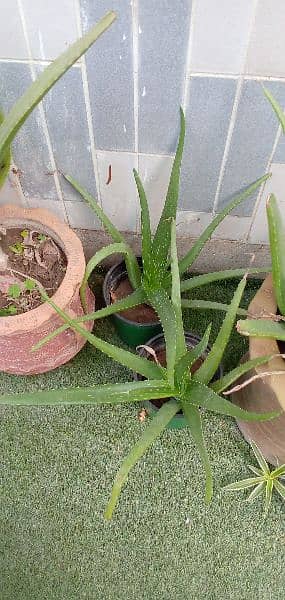 aloe vera plants with full of gel small and big plants 2