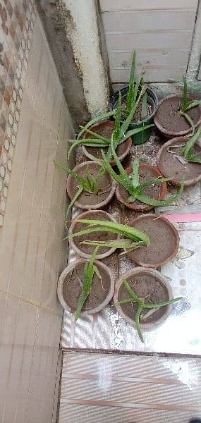 aloe vera plants with full of gel small and big plants 4