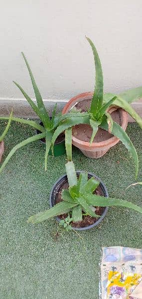 aloe vera plants with full of gel small and big plants 6