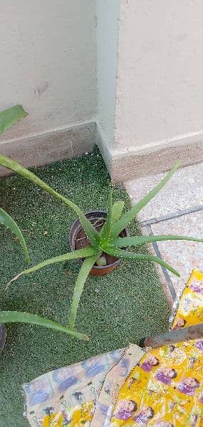 aloe vera plants with full of gel small and big plants 7