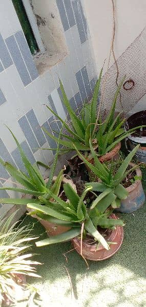 aloe vera plants with full of gel small and big plants 9