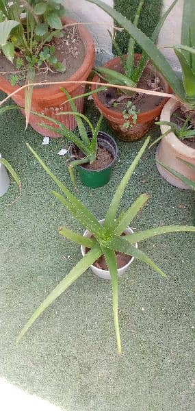 aloe vera plants with full of gel small and big plants 10
