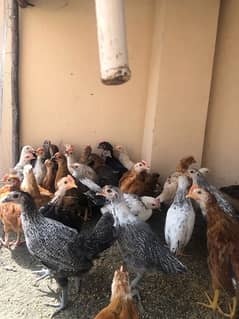 golden and silver misri hens