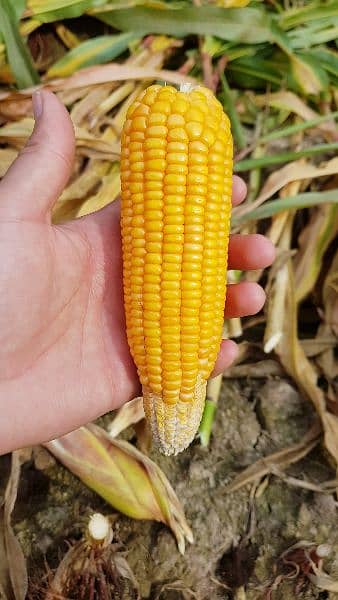 Corn Silage 4