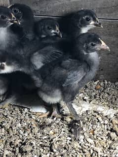 Mini bantam chicks are available .