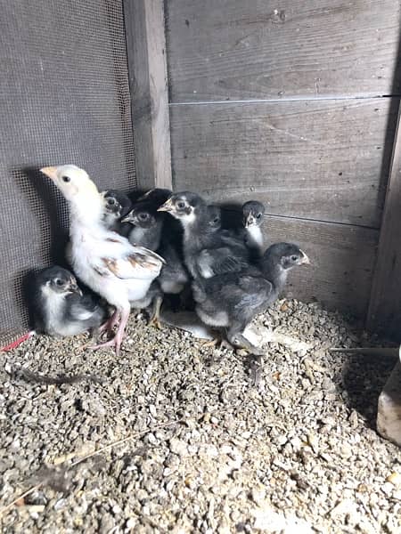 Mini bantam chicks are available . 7