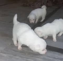 Russian Pink nose female pups 0