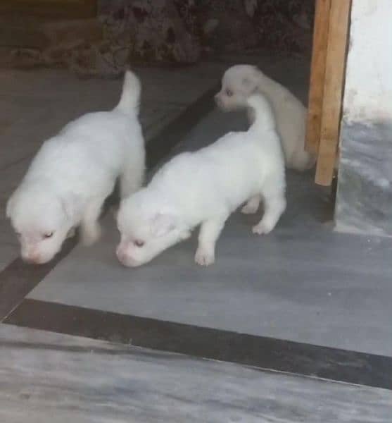 Russian Pink nose female pups 1