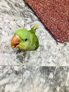 Kashmiri Parrot Raw Self feed, 0 byte friednly