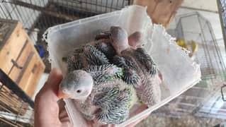 Green parrot chick
