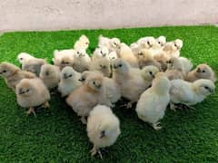 white silky chicks Ayam cemani grey teng