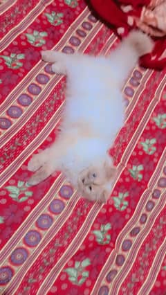 1 year age persian female cat doll face