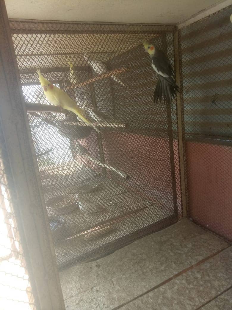 Cocktail Breeding Pairs and Chicks Available for sale 5