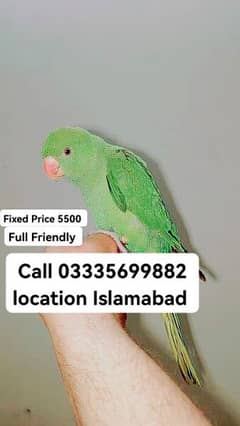 Fixed Final 5500 Hand Tamed Friendly Green Ring Neck Male Parrot