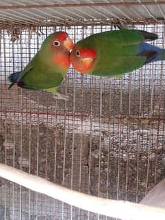 love birds breedar pair