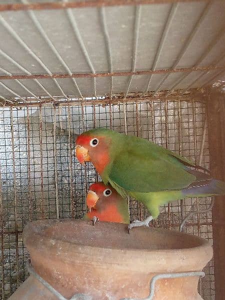 love birds breedar pair 1